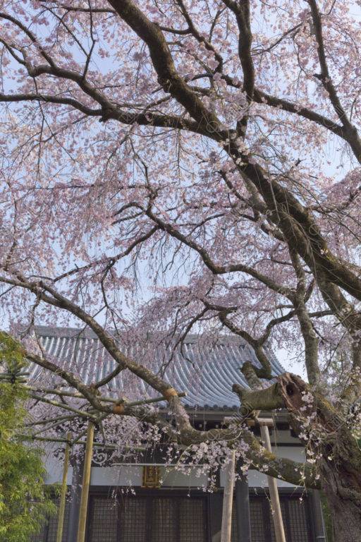 西迎寺 桜 写真 アールクリエーション