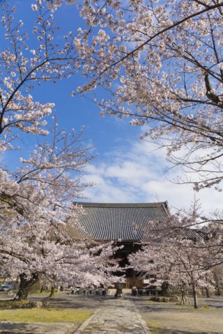 立本寺 桜