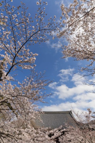 立本寺 桜
