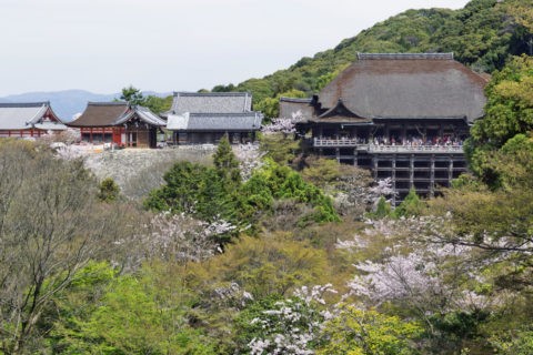 清水寺 桜