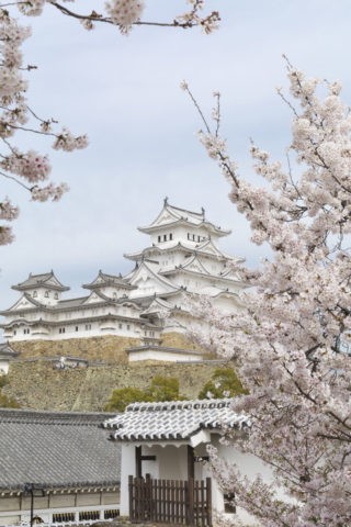 姫路城 桜