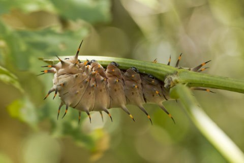 トリバネアゲハ 幼虫