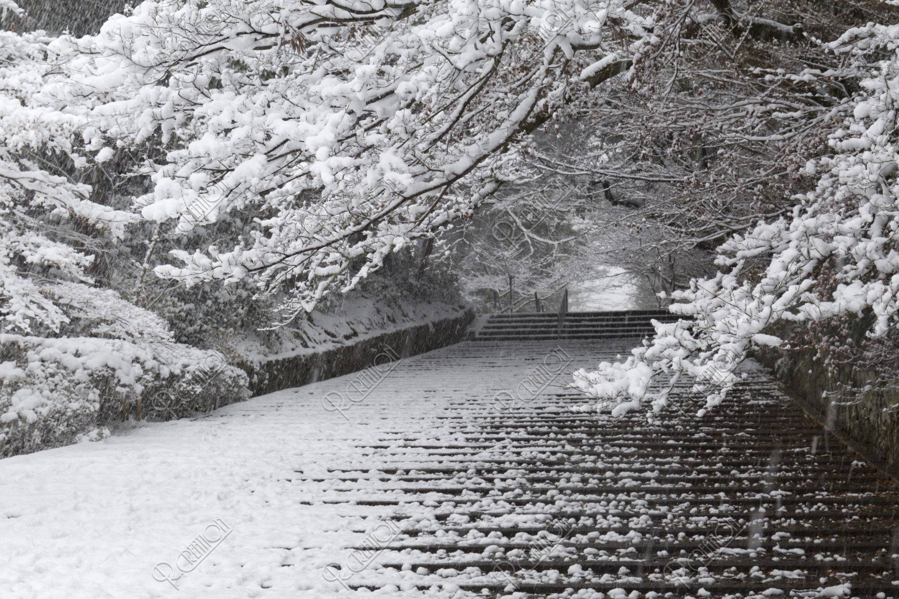 雪の光明寺参道