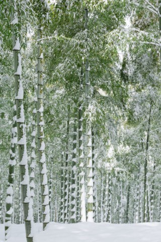 雪の竹林