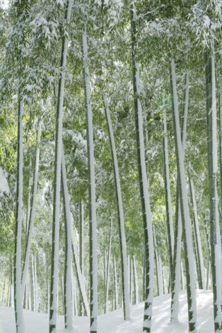 雪の竹林