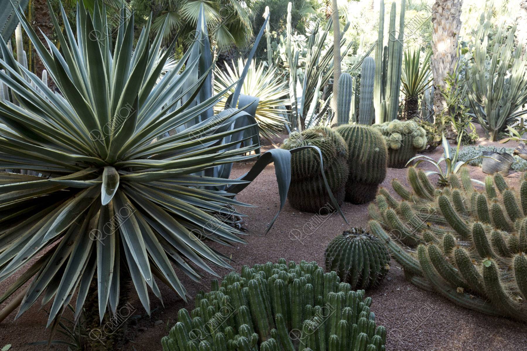 マジョレル庭園 写真 アールクリエーション