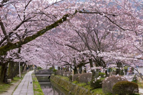 哲学の道と桜