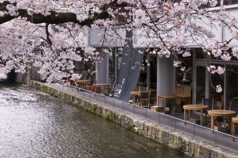 高瀬川と桜
