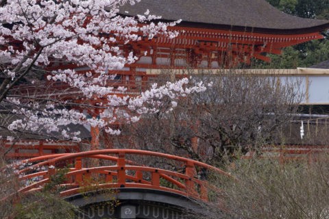 下鴨神社 桜