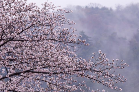 東山と桜と霞