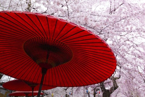 紅傘 桜