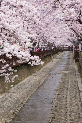 慶和駅付近の桜