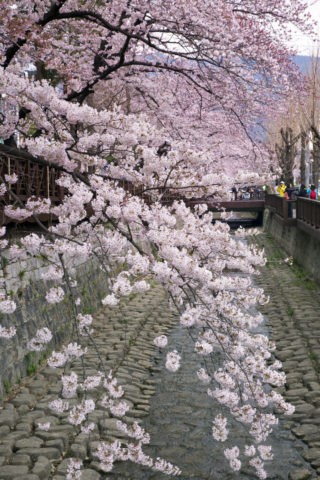 余佐川の桜