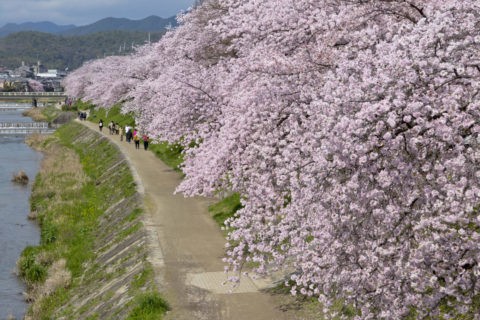 高野川の桜並木