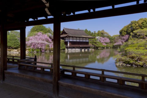 平安神宮 枝垂桜と貴賓館