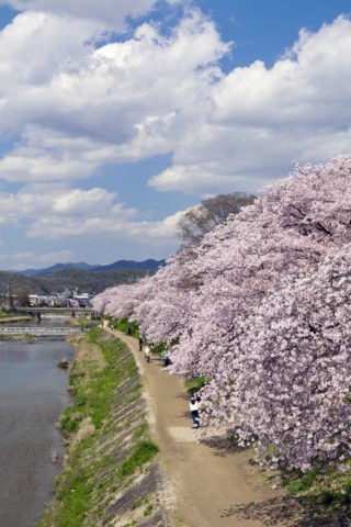 高野川の桜並木