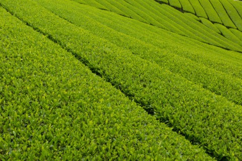 和束町 茶畑