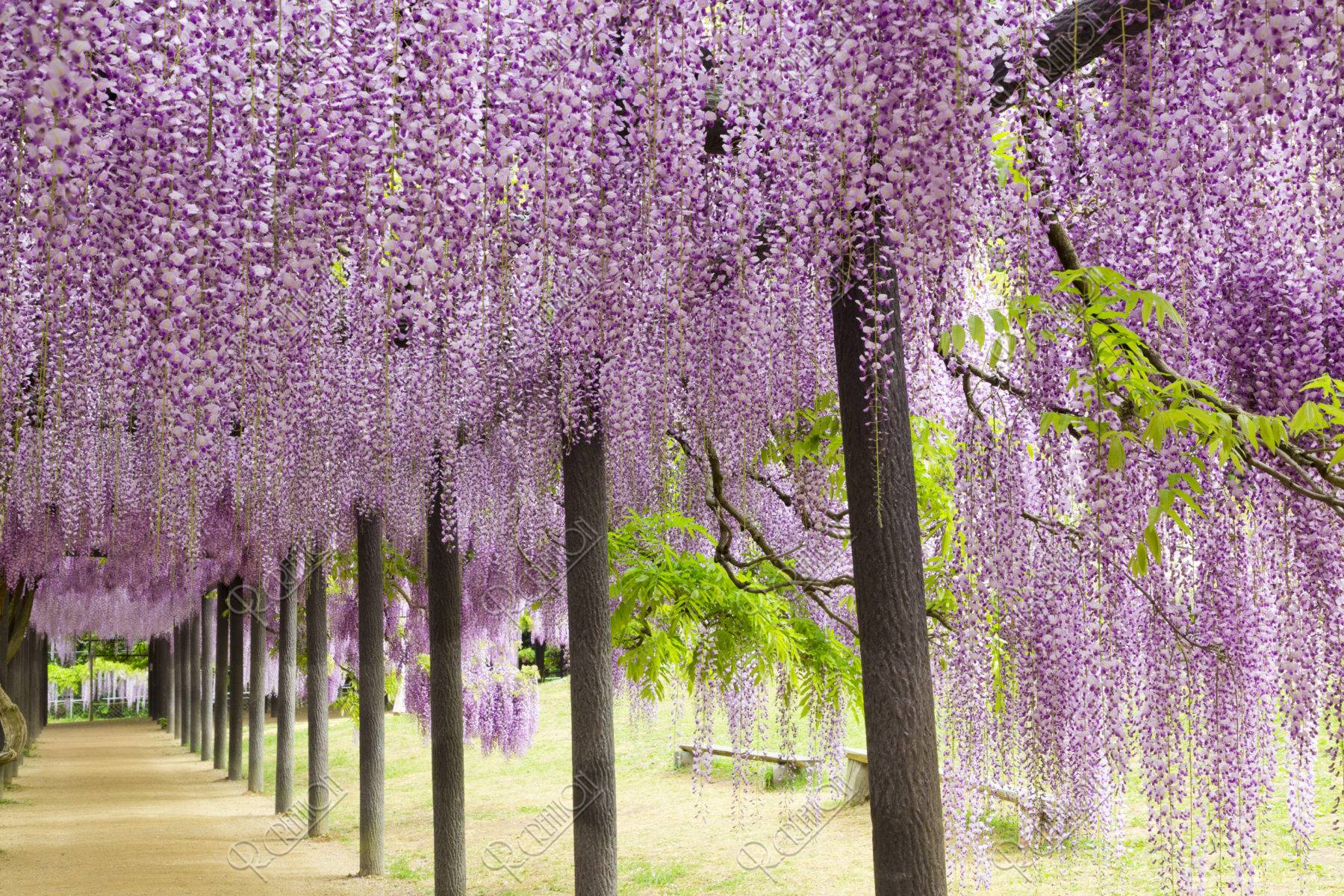 白井大町藤公園 藤棚 ストックフォト アールクリエーション