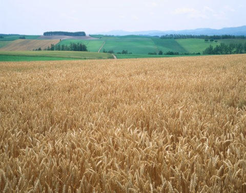 麦畑と丘