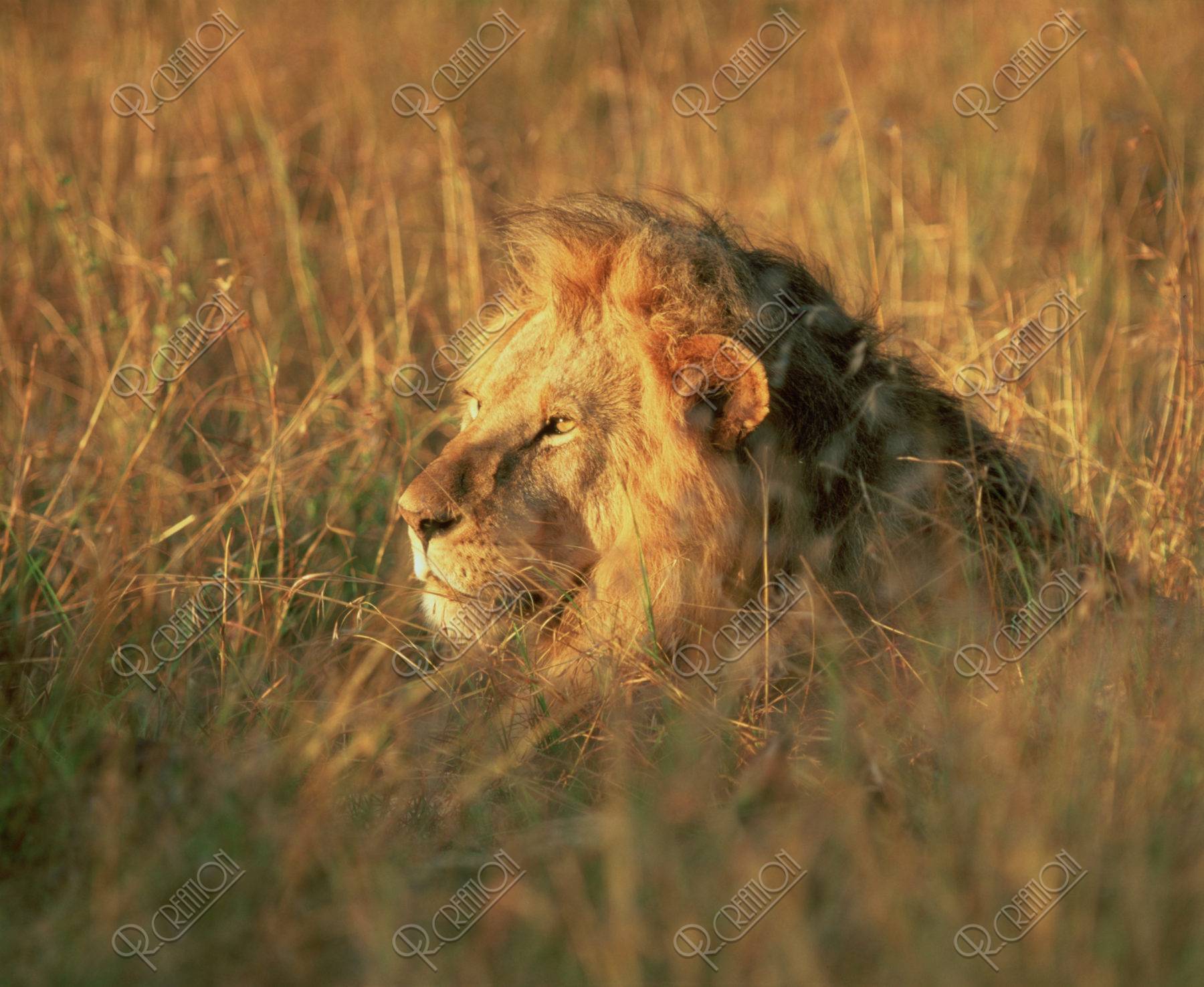 ライオンの雄 ケニア マサイマラ
