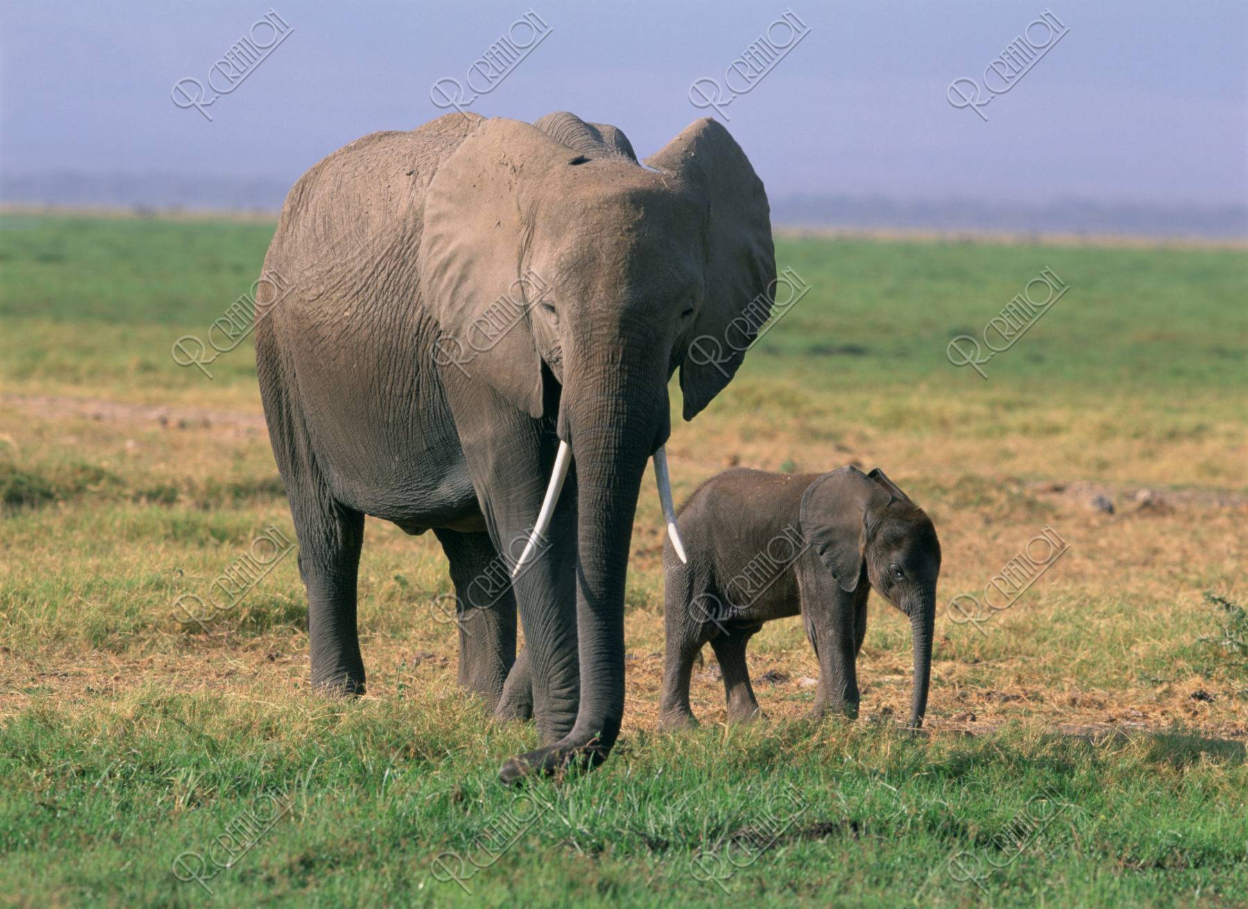 象の親子 ケニア アンボセリ