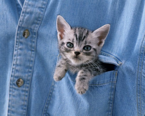 ポケットの中の子猫