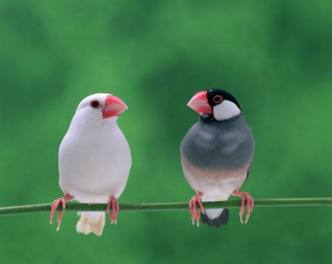 桜文鳥と白文鳥（二羽）