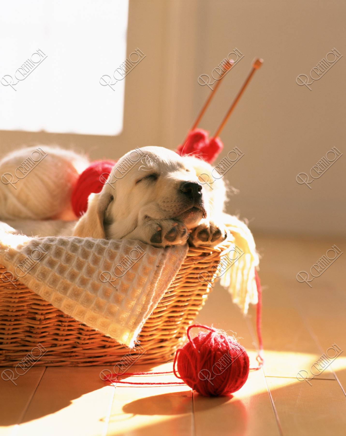 かごの中で寝ているラプラドル犬