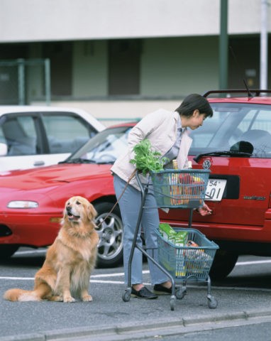 ショッピングカートと犬と女性