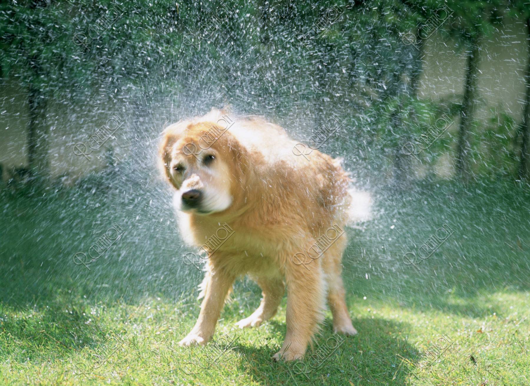 水を飛ばす犬