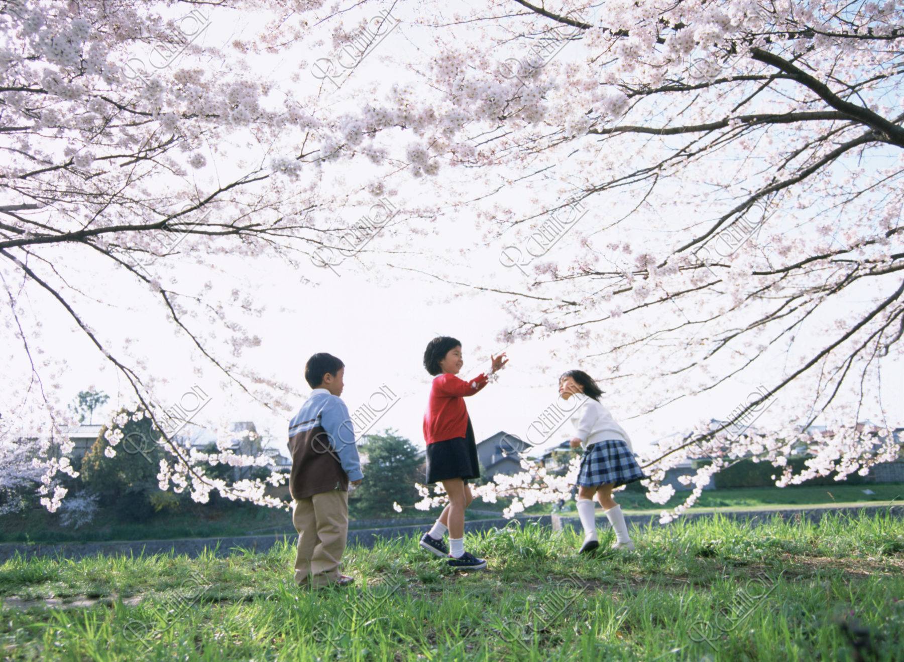 桜の花と３人の小学生