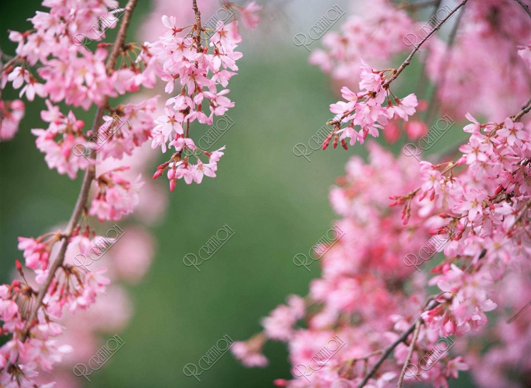 桜 紅枝垂 アップ 春