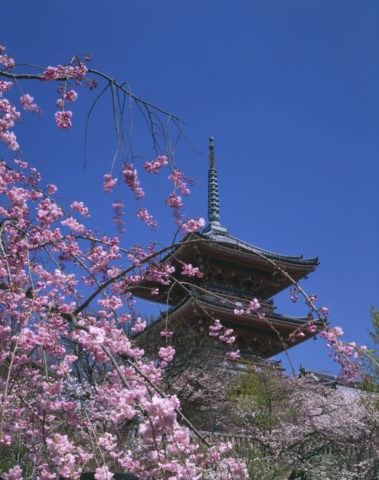 清水寺 三重塔と桜 世界遺産