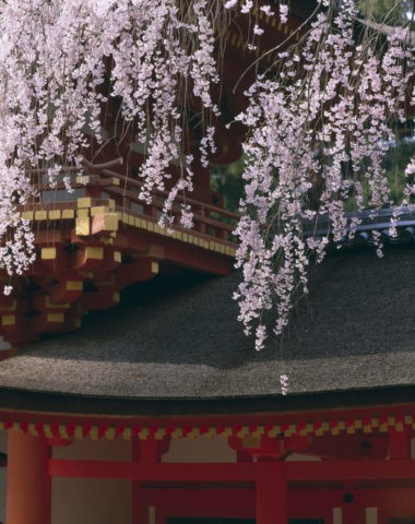 春日大社 山門と桜