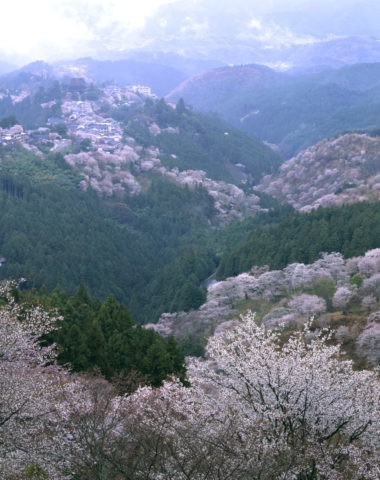 朝もやの奥千本からの桜 世界遺産