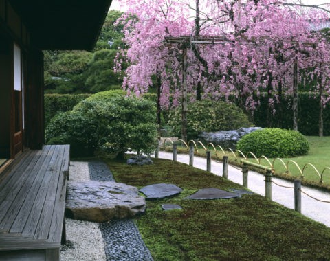 楽水苑の桜