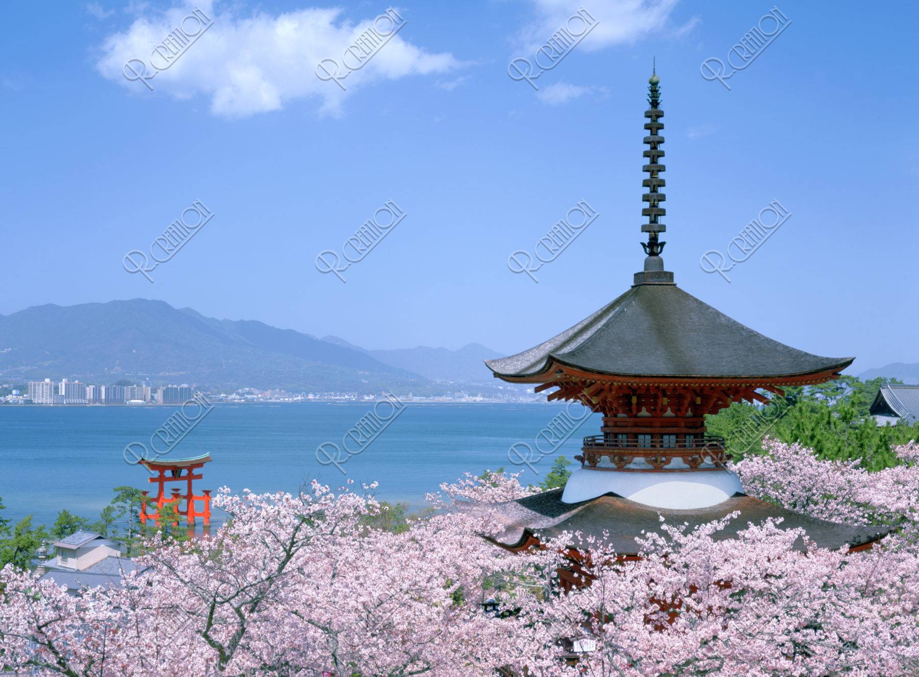 桜の厳島神社 多宝塔と大鳥居/世界遺産