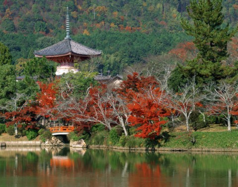 紅葉の大沢池と多宝塔