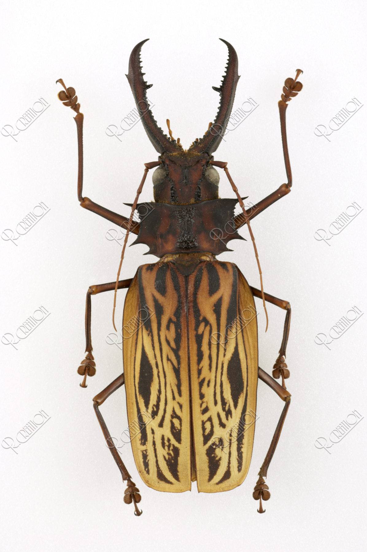 昆虫標本 標本 オオキバウスバカミキリ | tradexautomotive.com
