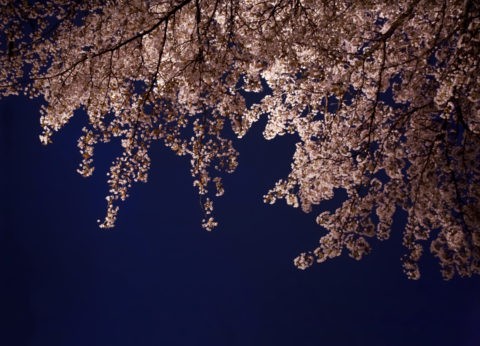 二条城 清流園の夜桜 Ｗ
