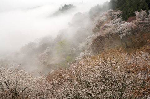 奥千本から 朝もやと吉野の桜 Ｗ