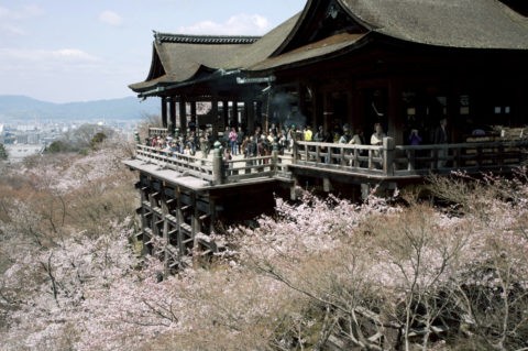 清水寺 舞台と桜 Ｗ