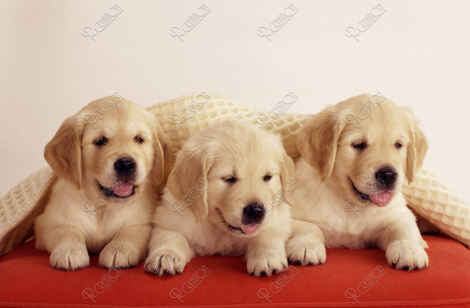 三匹のゴールデンレトリバーの子犬 ストックフォト アールクリエーション