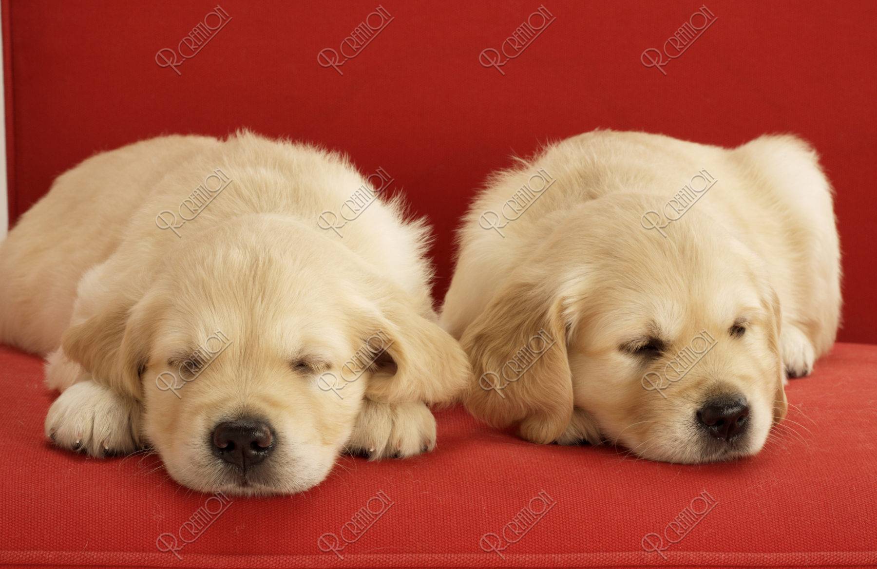 二匹のゴールデンレトリバーの子犬 ストックフォト アールクリエーション