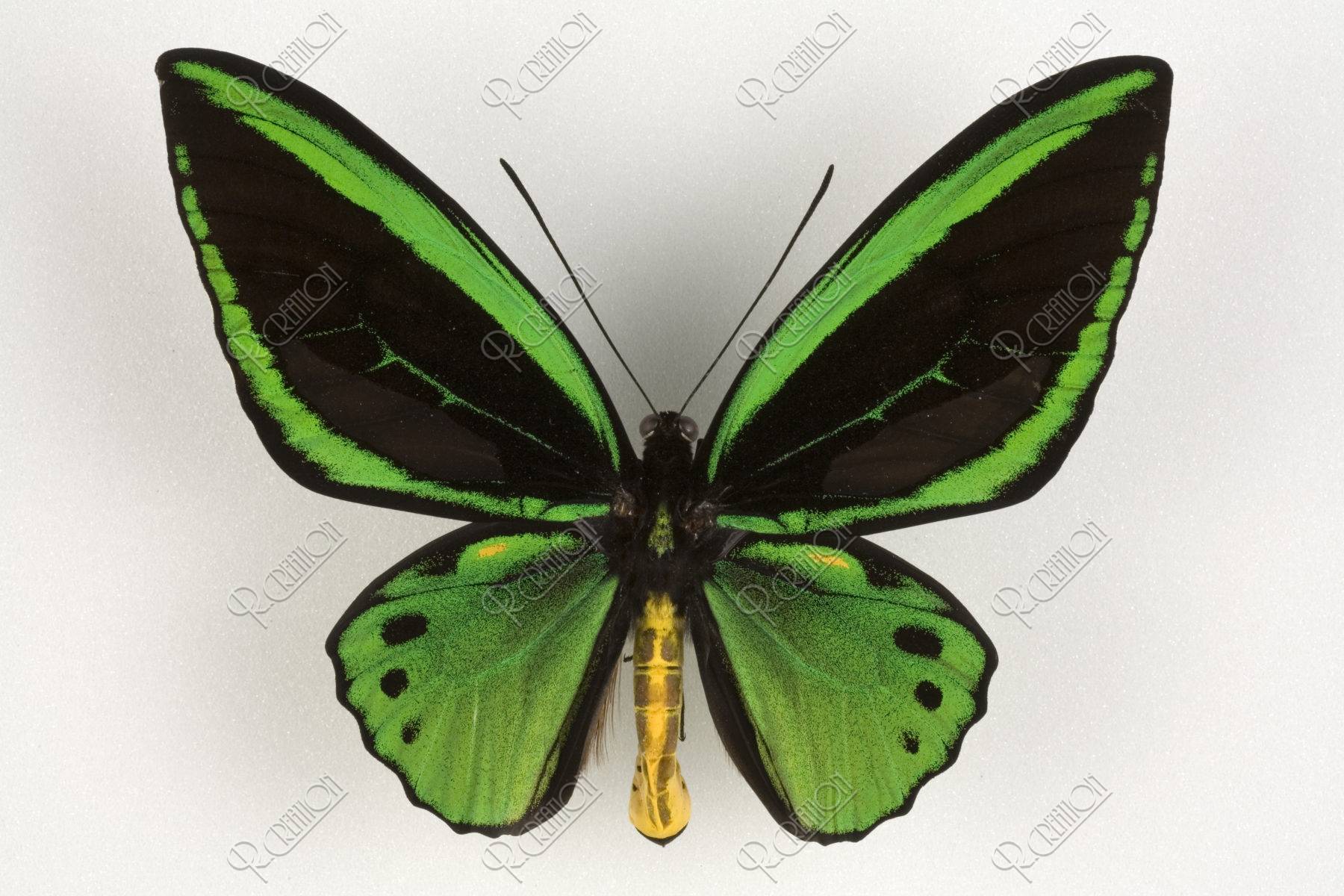 アカメガネトリバネアゲハ ssp.helios ♀ カルシタ 島 - ペット用品