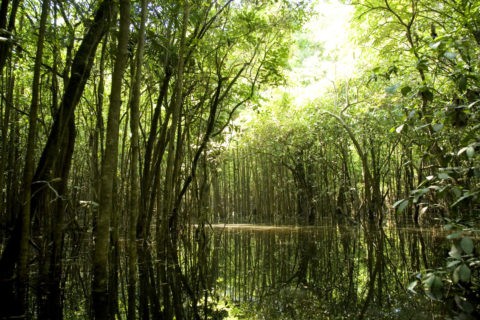 アマゾンの水中林