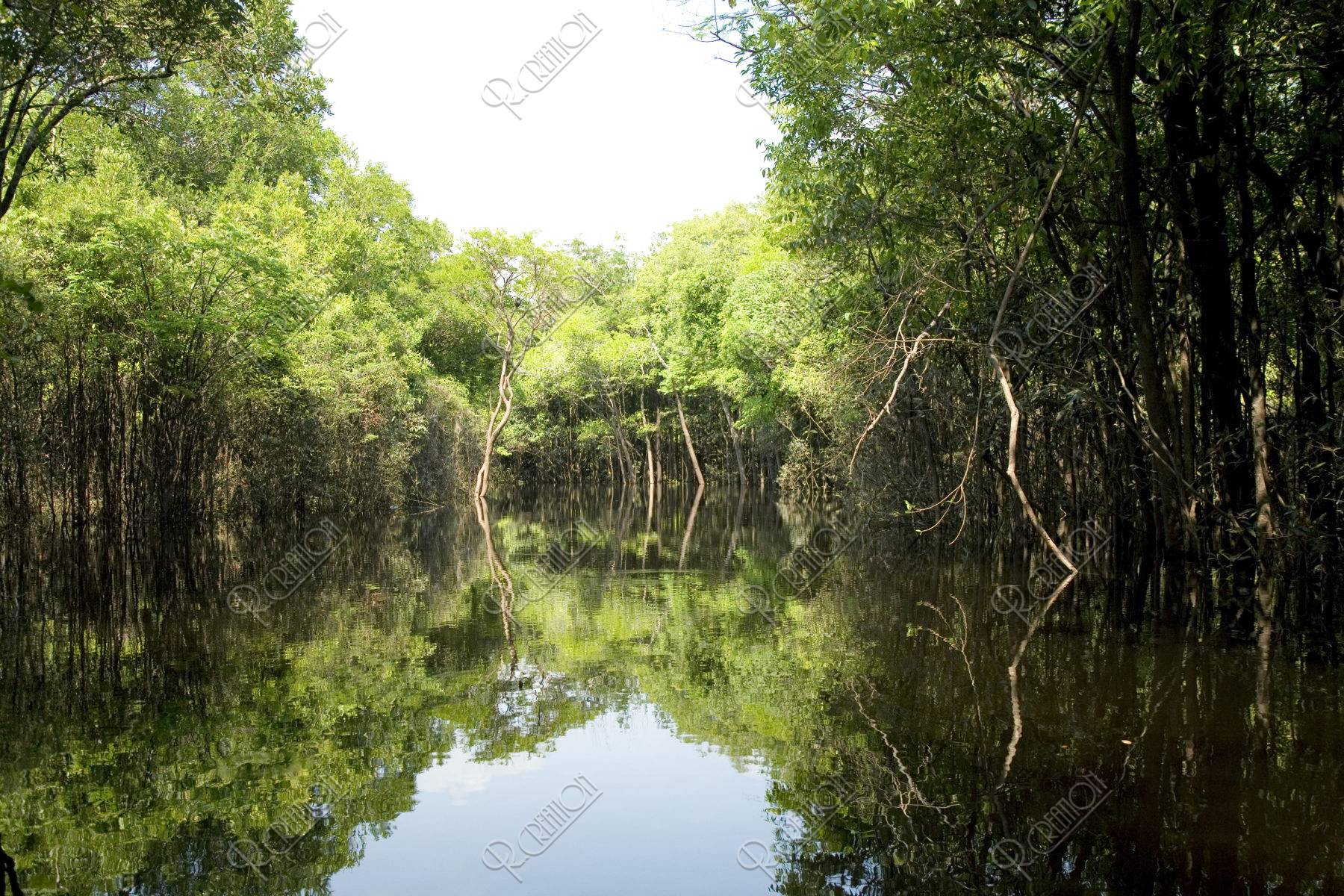 アマゾンの水中林