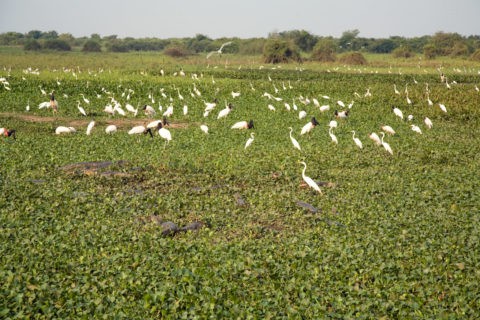湿原のワニ（メガネカイマン）とサギ、ズグロハゲコウ