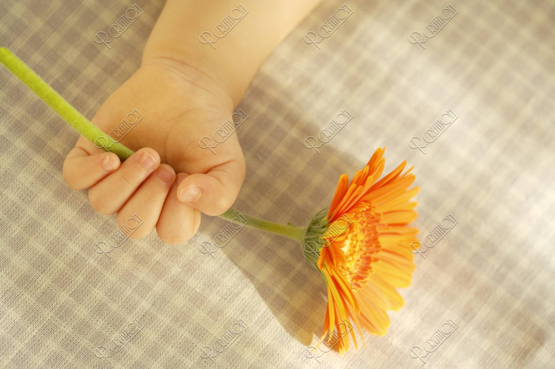 オレンジの花を持つ赤ちゃんの手