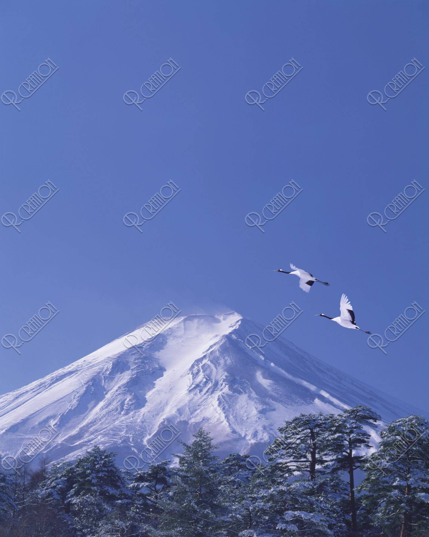 富士山 タンチョウヅル ツル 正月 合成